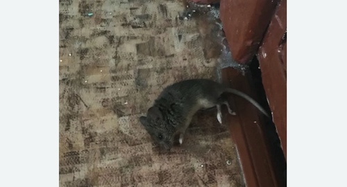 Дезинфекция от мышей в Каменск-Шахтинском
