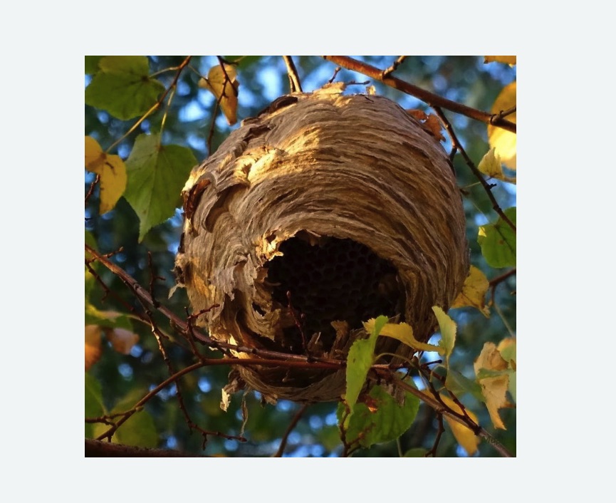 Обработка от шершней в Каменск-Шахтинском