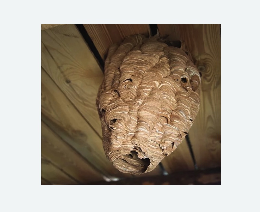 обработка от шершней в Каменск-Шахтинском