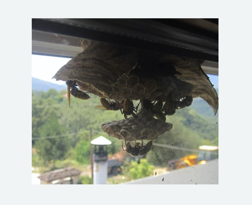 Уничтожение гнёзд шершней в Каменск-Шахтинском