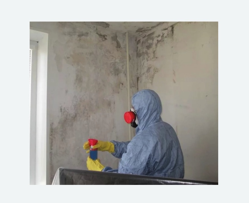 Удаление плесени в квартире в Каменск-Шахтинском