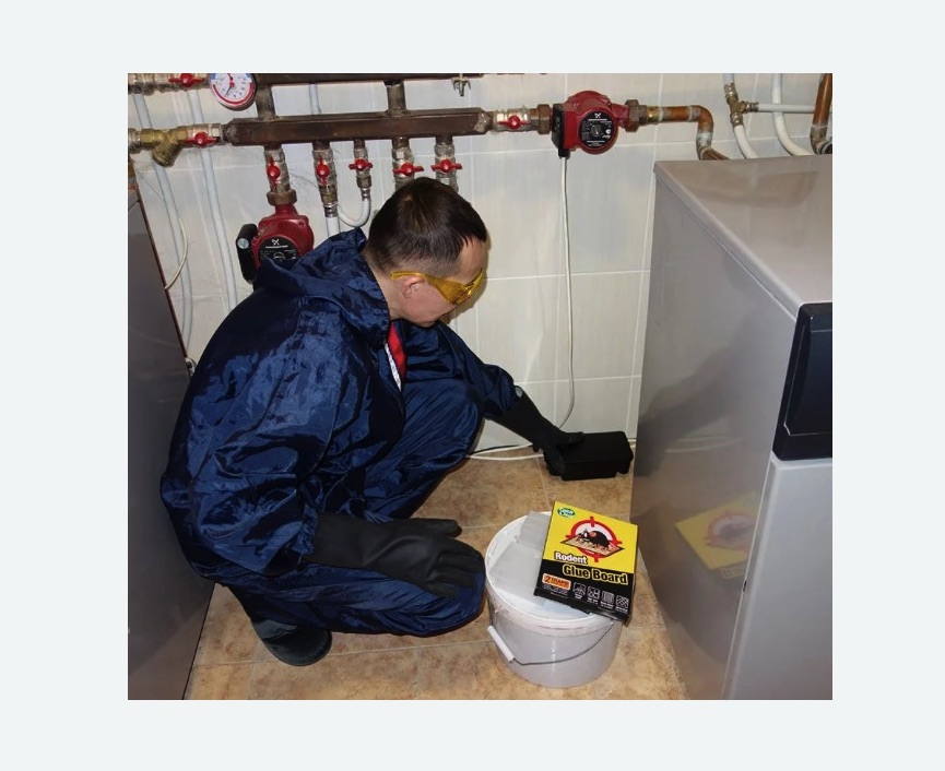 Уничтожение крыс Уничтожение крыс в Каменск-Шахтинском