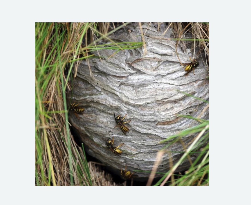 Уничтожение ос и ульев в Каменск-Шахтинском