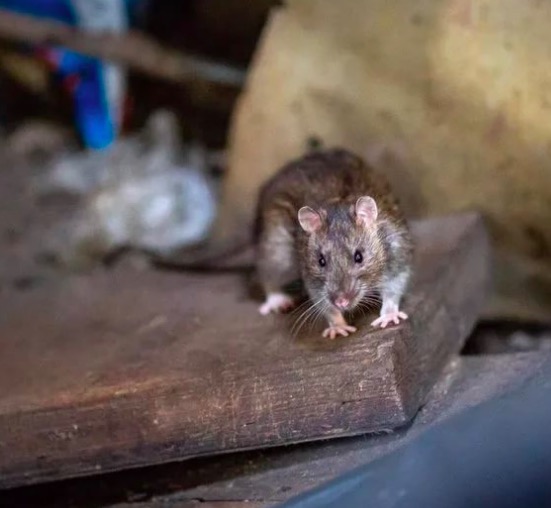 фото крысы фото крысы